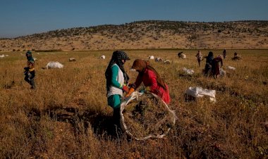 استغلال وتحرُّش واغتصاب.. جرائم حزب الله اللبناني بحق العاملات في حقول القنب