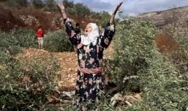 ميليشيات أردوغان ترتكب جرائم حرب وتقطع 1.5 مليون شجرة في عفرين