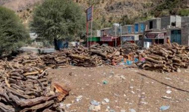 بسبب حصار الحوثي.. يمنيون يائسون يقطعون الأشجار الثمينة للبقاء على قَيْد الحياة