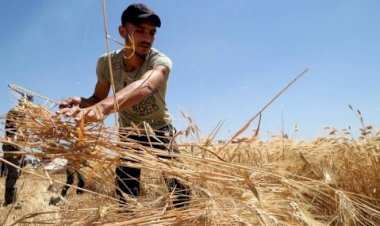 كيف تهدد أزمة حرائق الغابات في سوريا مصير المزارعين؟