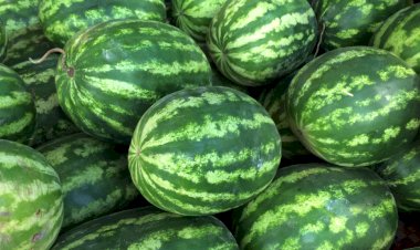 احذر تناول البطيخ المغربي