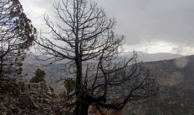 الحرارة والجفاف والحرائق تهدد غابات لبنان الشمالية