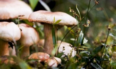 الورقة الفضية.. مرض نادر يُثير ذعر البشر بسبب