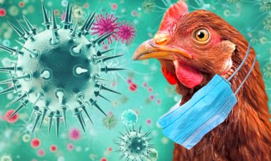 أنفلونزا الطيور تعود لتهدد العالم.. هل تصبح كابوسًا جديدًا؟