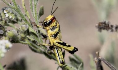 الجراد الصحراوي يطرق أبواب تونس.. استنفار حكومي لمواجهة الخطر المحتمل