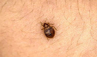 إسطنبول تحت الهجوم.. حشرة صغيرة تهدد مدينة ضخمة