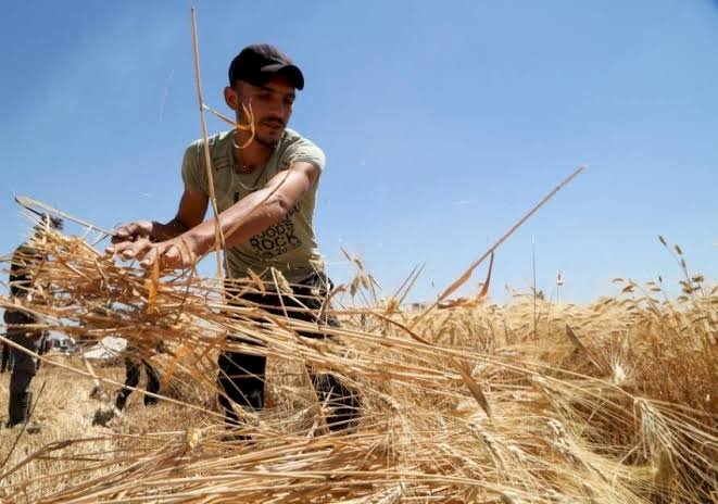 كيف تهدد أزمة حرائق الغابات في سوريا مصير المزارعين؟