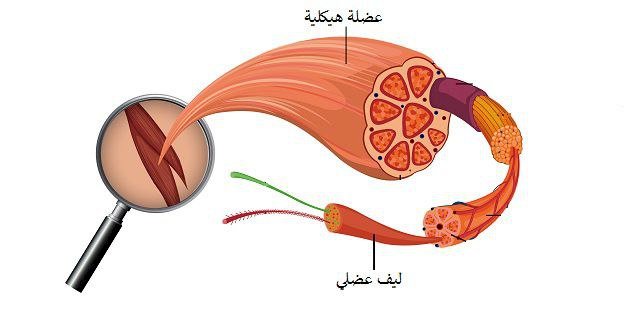 ضمور العضلات بين الضعف والأمل في العلاج