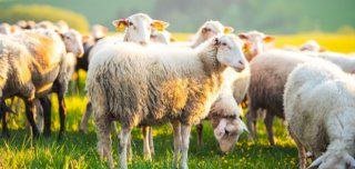 العقيقة بين السنة والفضل.. ما حكم من لم تُذبح له؟