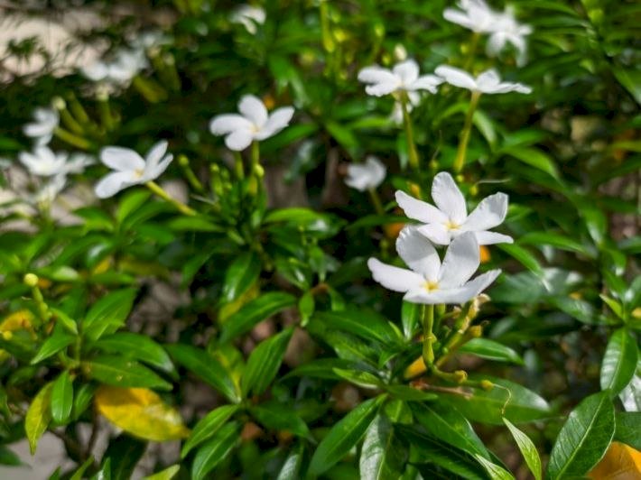 5 نباتات عطرية لتعطير المنزل متوفرة في معرض زهور الربيع