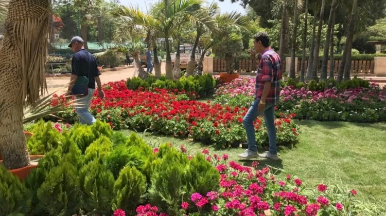 8 خطوات ذهبية للحفاظ على حيوية نباتاتك أثناء ارتفاع الحرارة