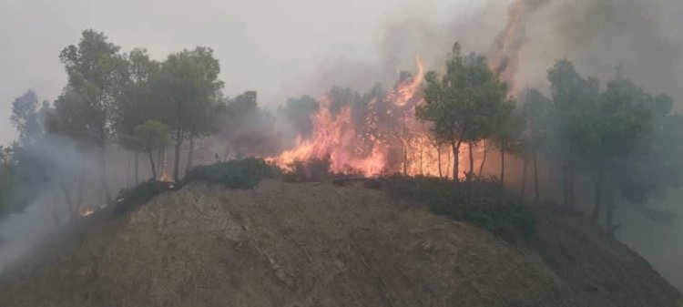 النيران تتمدد في الجزائر.. 75 حريقًا خارج السيطرة من أصل 131